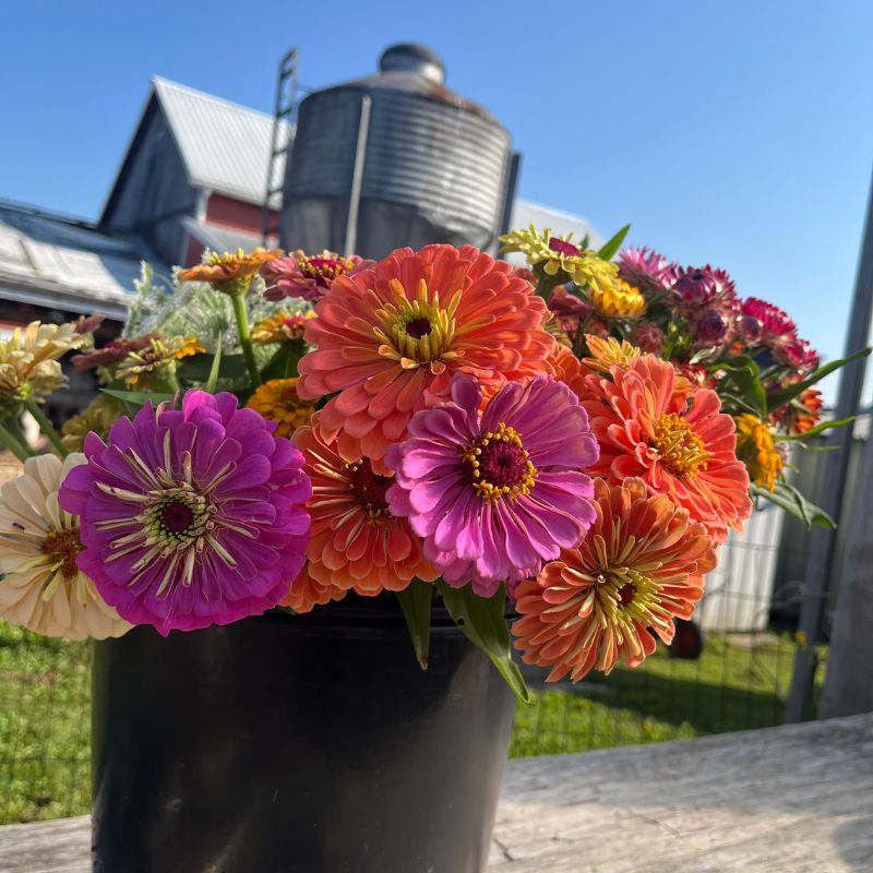 Buckets of fresh cut flowers prepared for brides